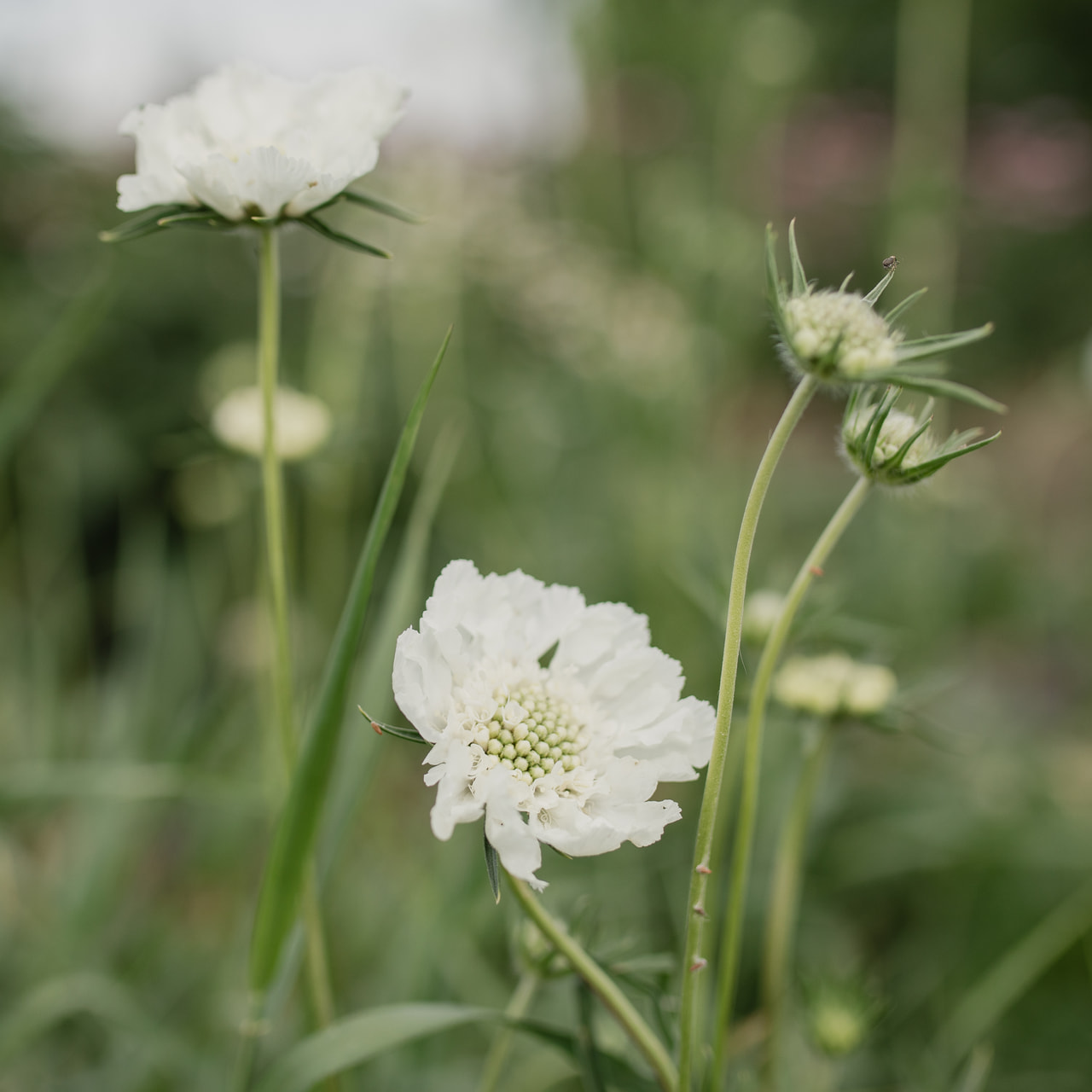 Hlaváč kavkazský Fama White, Loukykvět