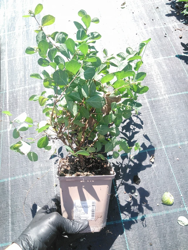 Symphoricarpos Magical Red Riding Hood - 19. 8. 2025