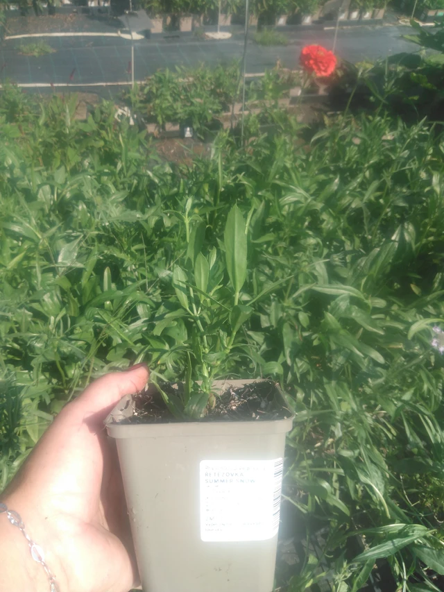 Kellopeippi Summer Snow - 2024