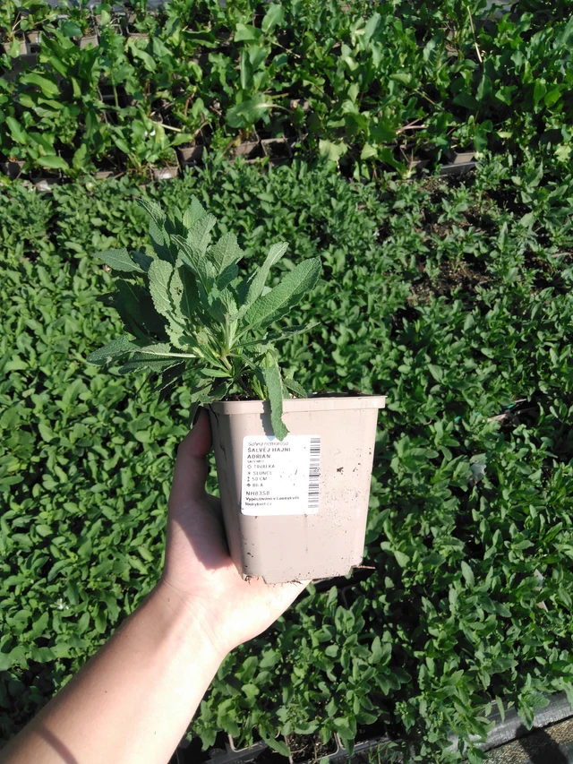 Salvia nemorosa Adrian - 2024