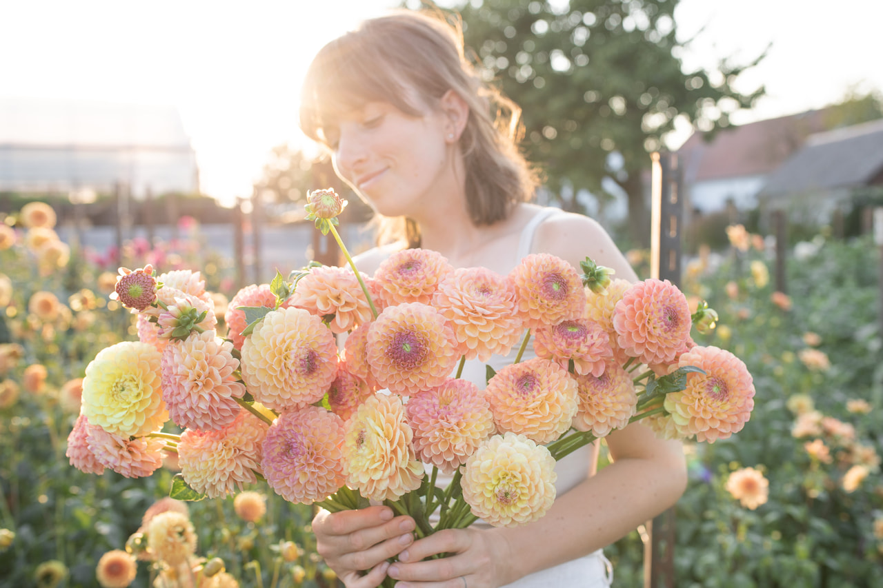 Daalia Jowey Nicky, Loukykvět