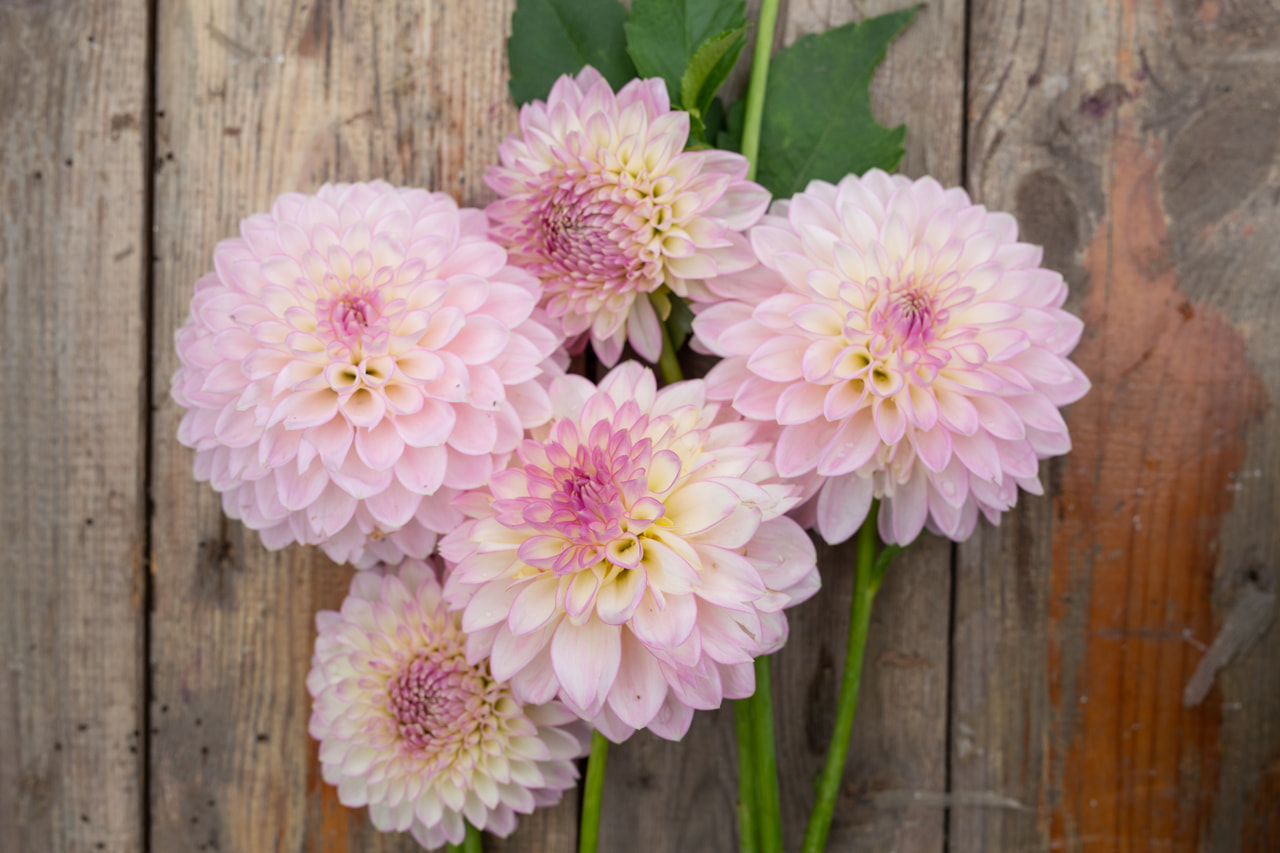 Dalia Sefton Silvertop, Loukykvět