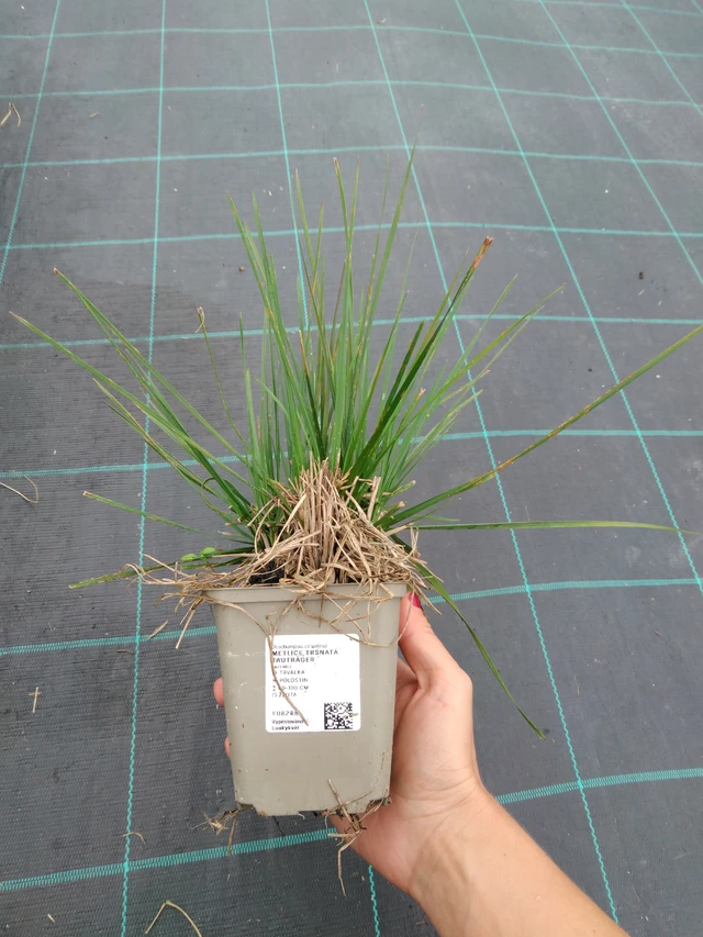 Metlice trsnatá Tauträger - 10. 9. 2025