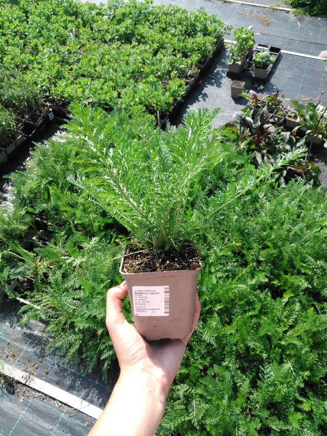 Siankärsämö Cassis - 2024