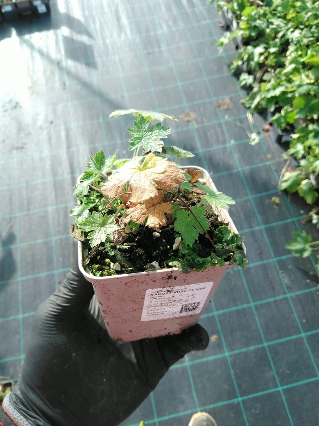 Kurjenpolvi Rose Claire - 31. 10. 2025