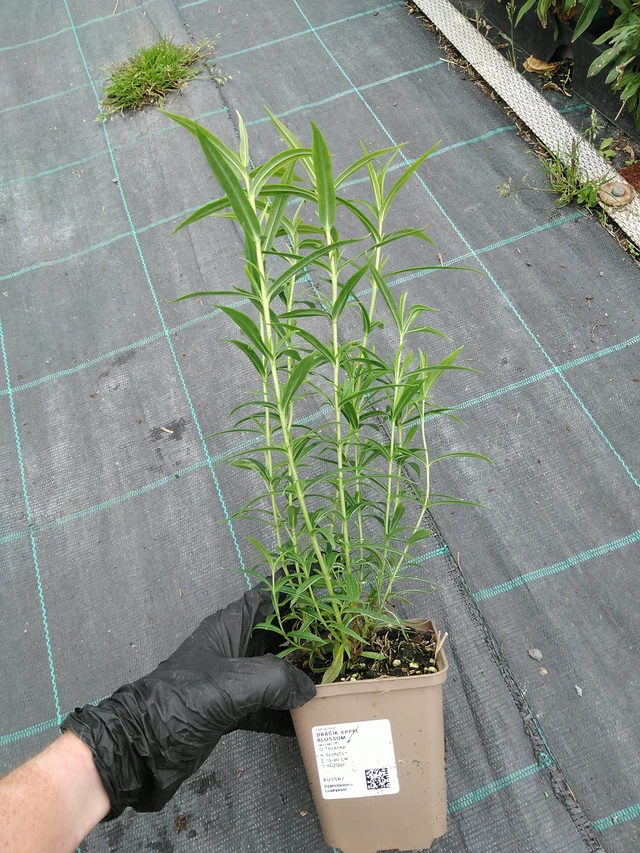 Pipo Apple Blossom - 10. 9. 2025