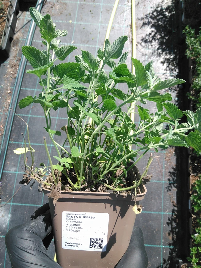 Kissanminttu Superba - 19. 8. 2025