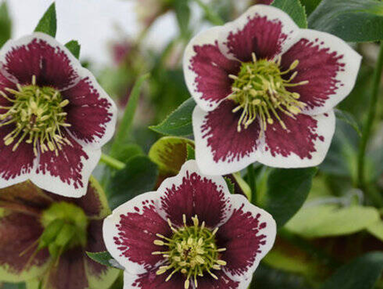 Jouluruusu Pretty Ellen Spotted, Loukykvět