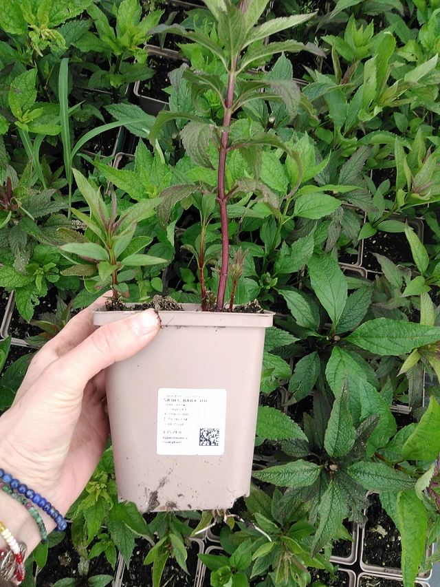 Punalatva Baby Joe - 9. 6. 2025