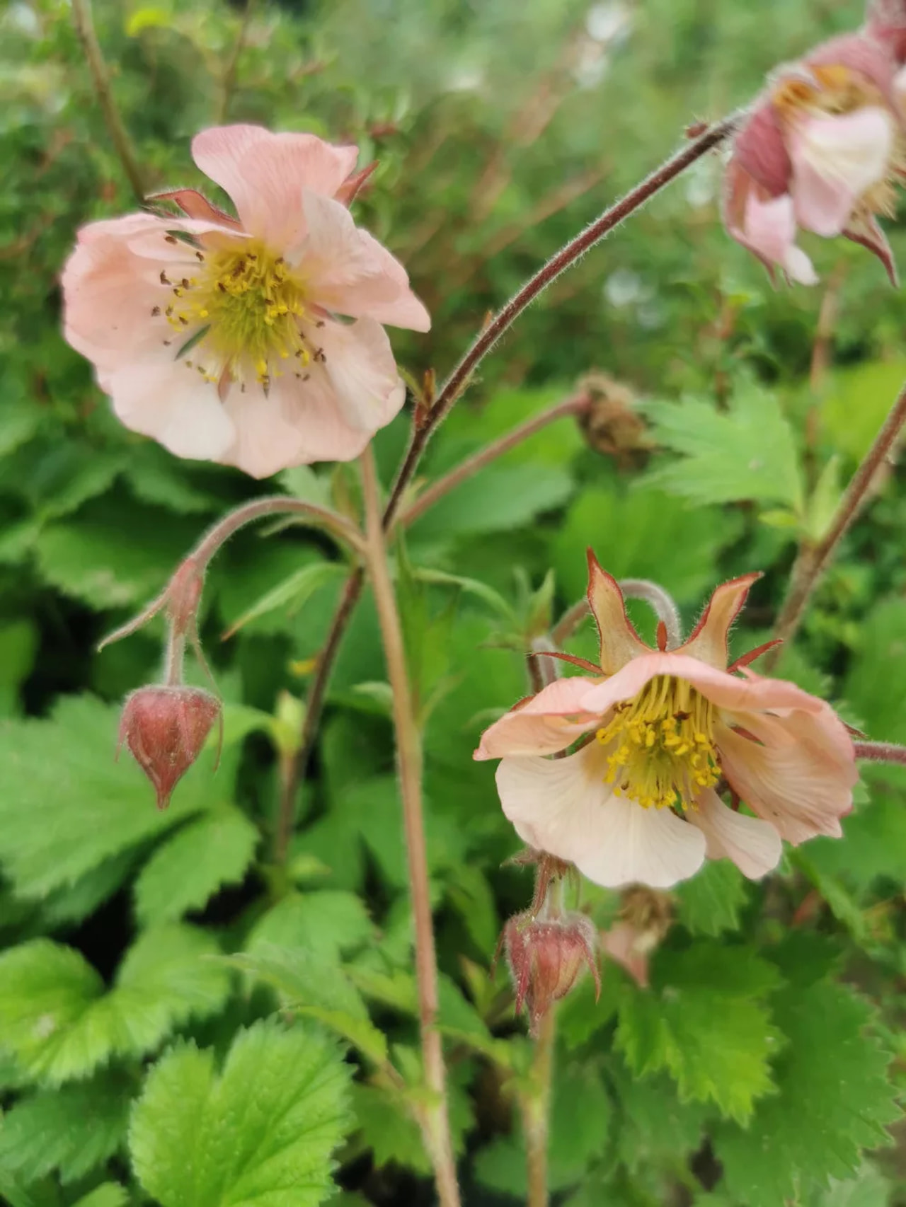 Kellukka East of Eden, Loukykvět