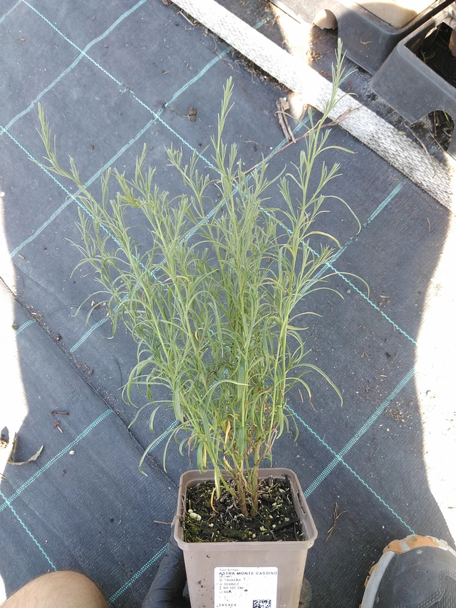 Kanerva-asteri Monte Cassino - 19. 8. 2025