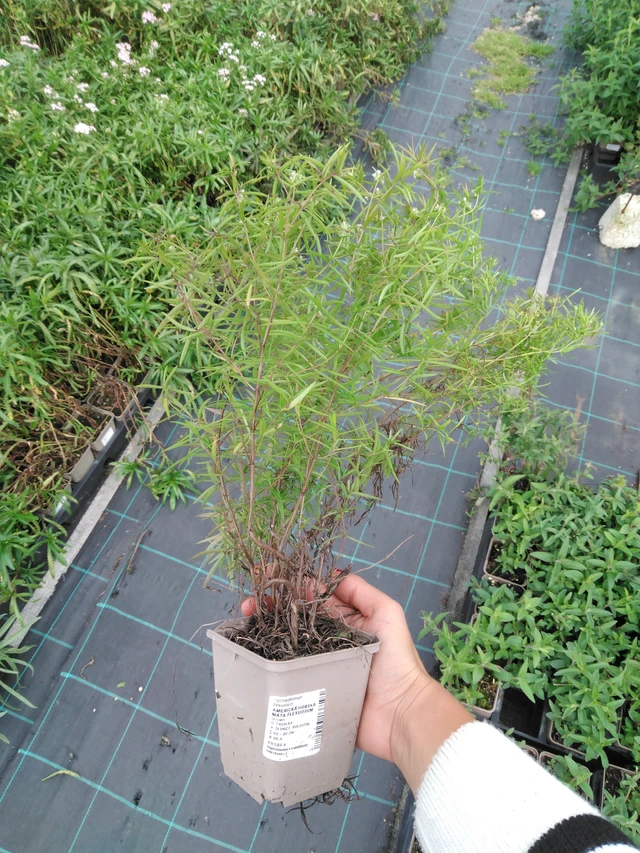 Vuoriminttu Flexuosum - 11. 9. 2025