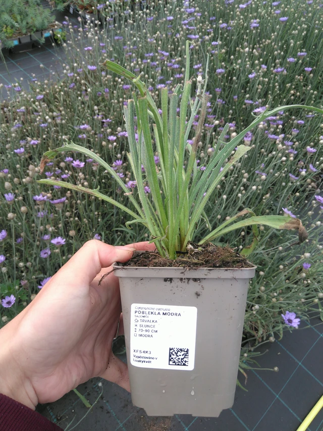 Rakkoiso - 11. 7. 2025