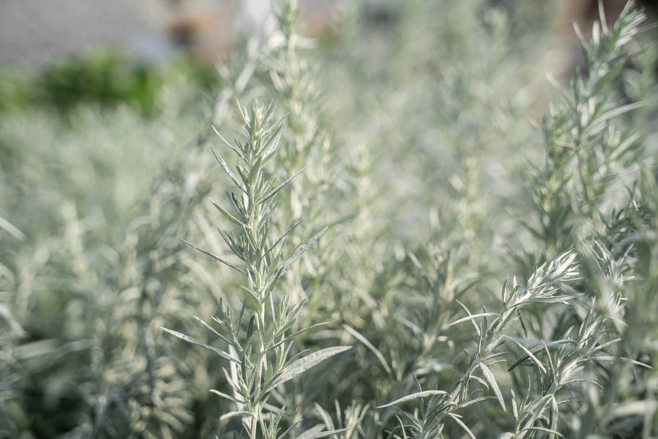 Artemisa Silver Queen, Loukykvět