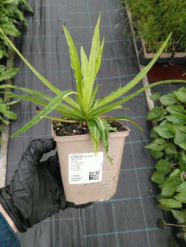 Stokesia Klaus Jelitto - 10. 9. 2025