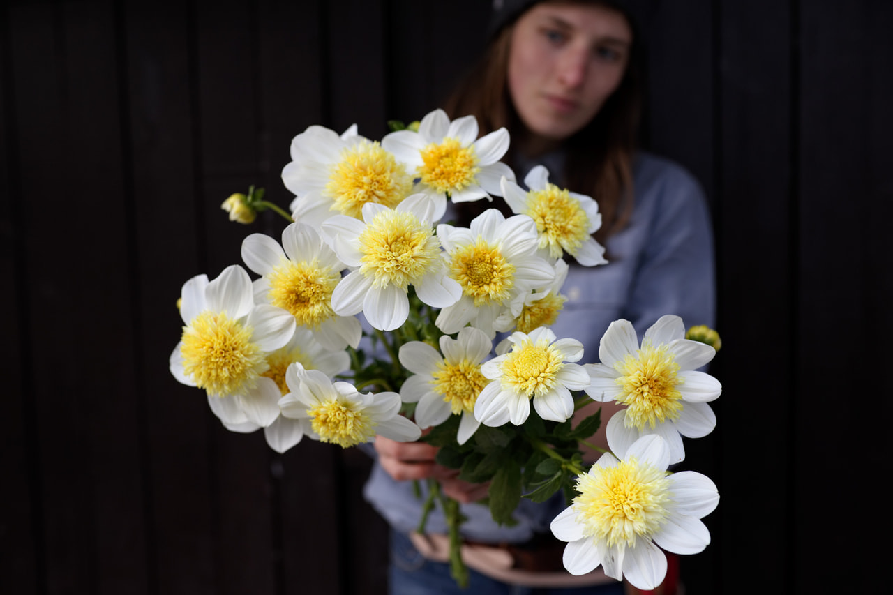 Daalia Platinum Blonde, Loukykvět