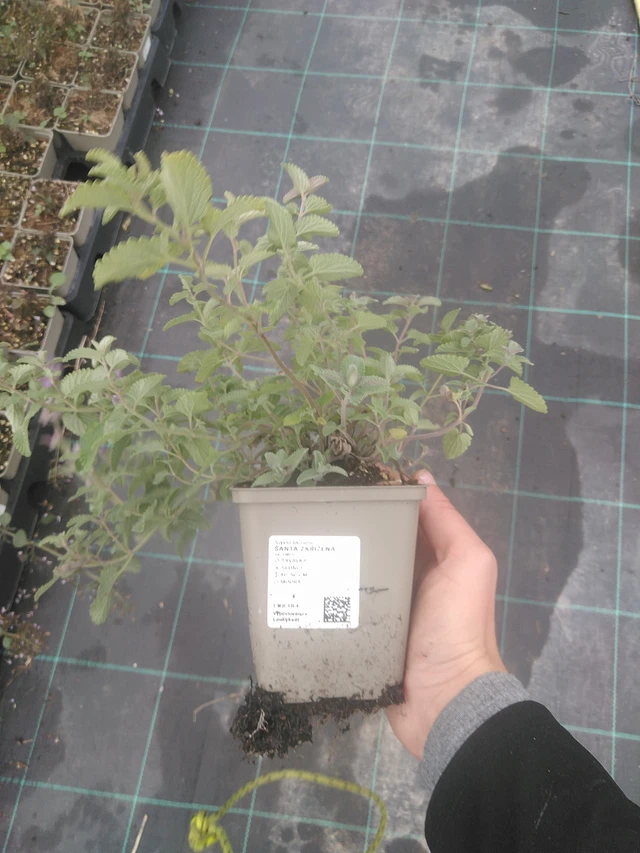 Mirrinminttu - 10. 10. 2025