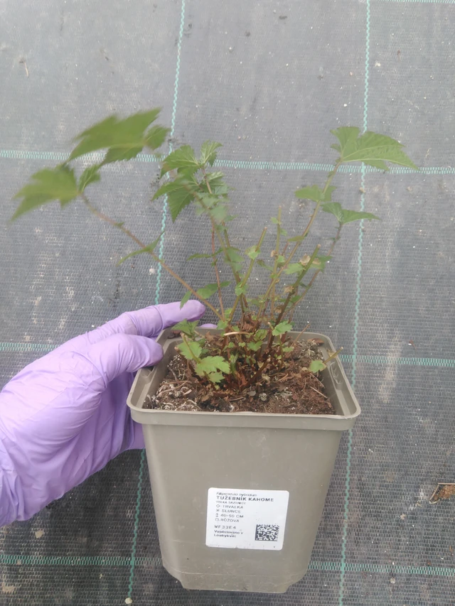 Filipendula Kahome - 10. 7. 2025