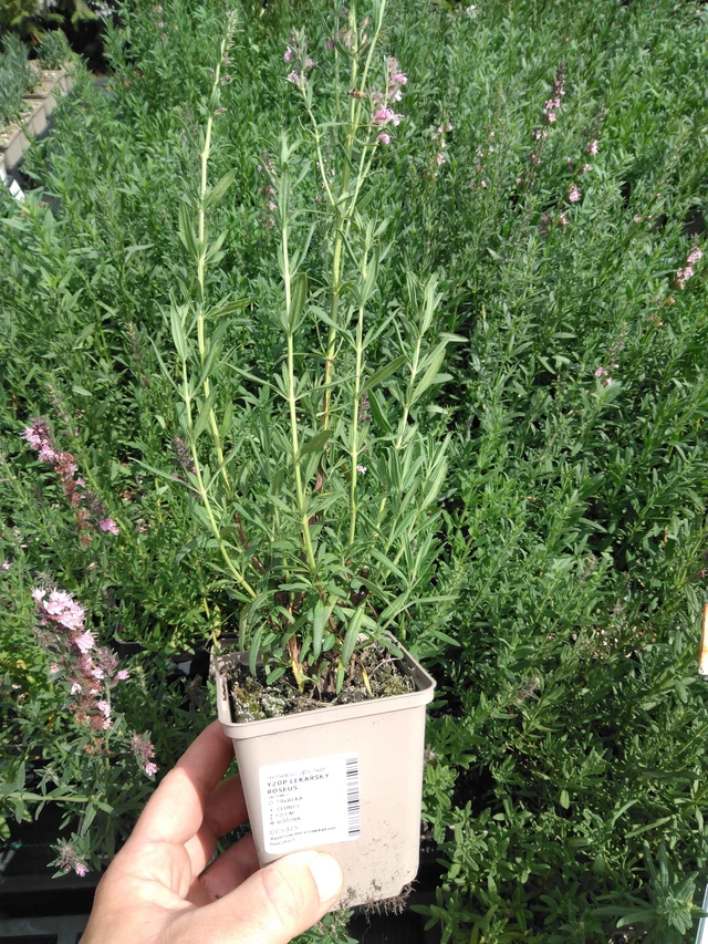 Hisopo Roseus - 2024