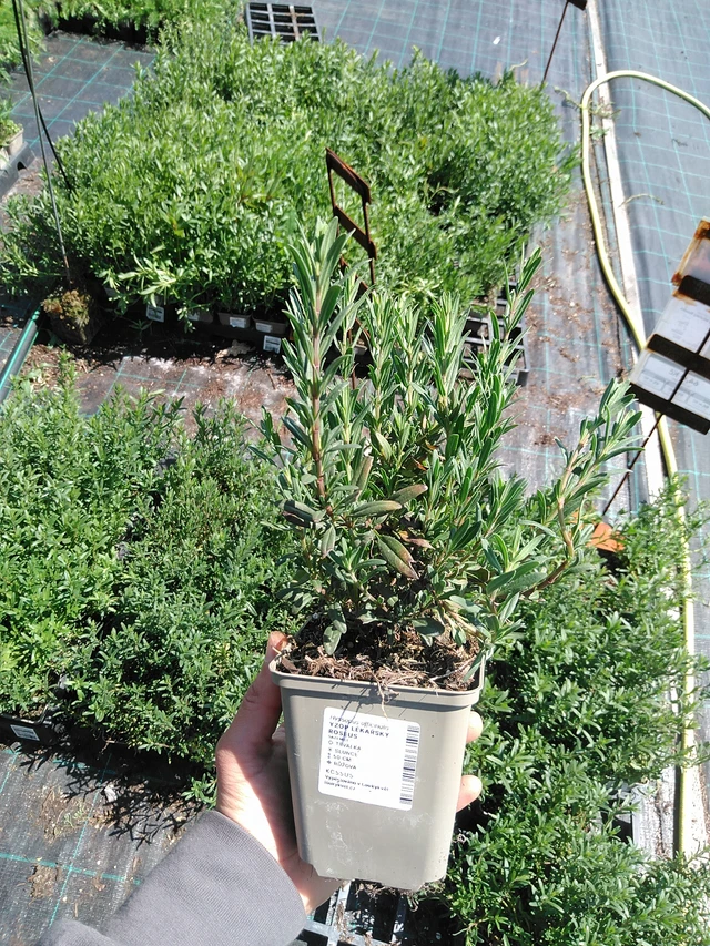 Hisopo Roseus - 13. 5. 2025