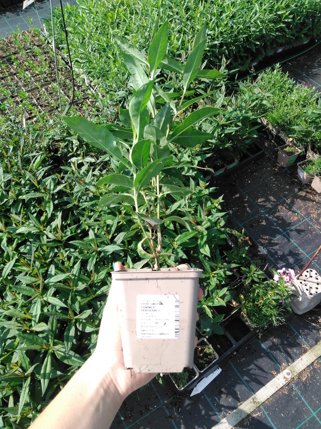 Syysleimu Sweet Summer Fragrance - 2024