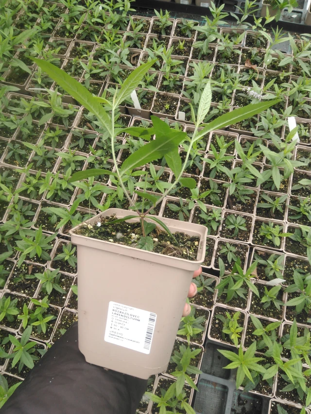 Tädykearvio Lavendelturm - 2024