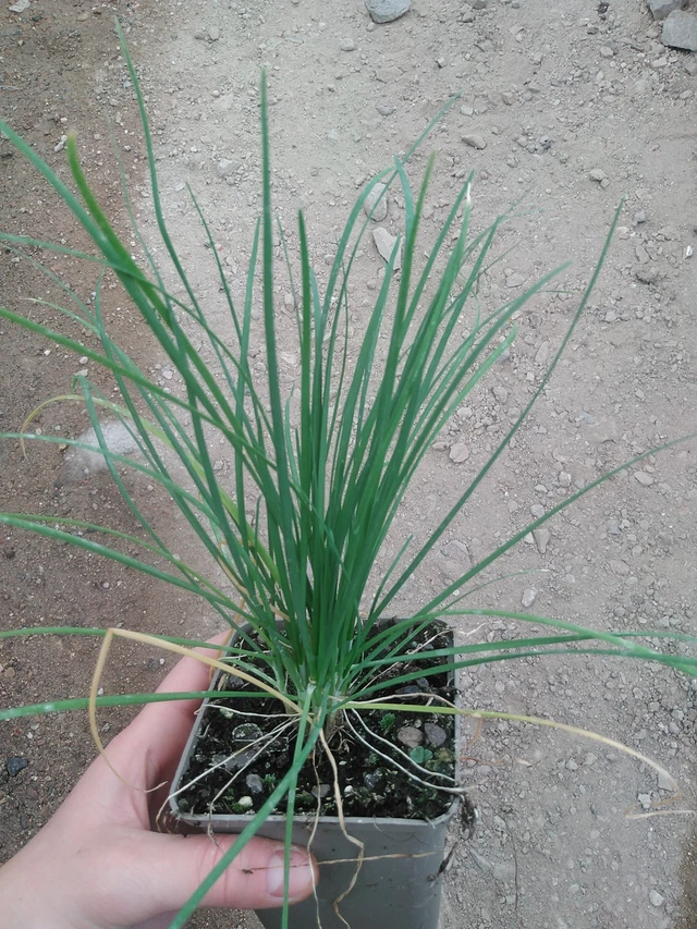 Kiinansipuli - 17. 7. 2025