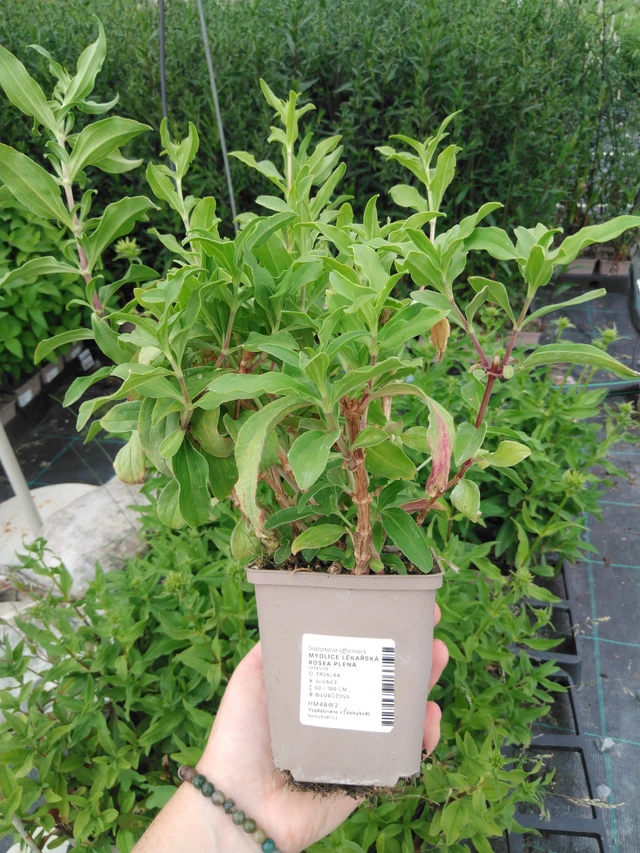 Rohtosuopayrtti Rosea Plena - 2024