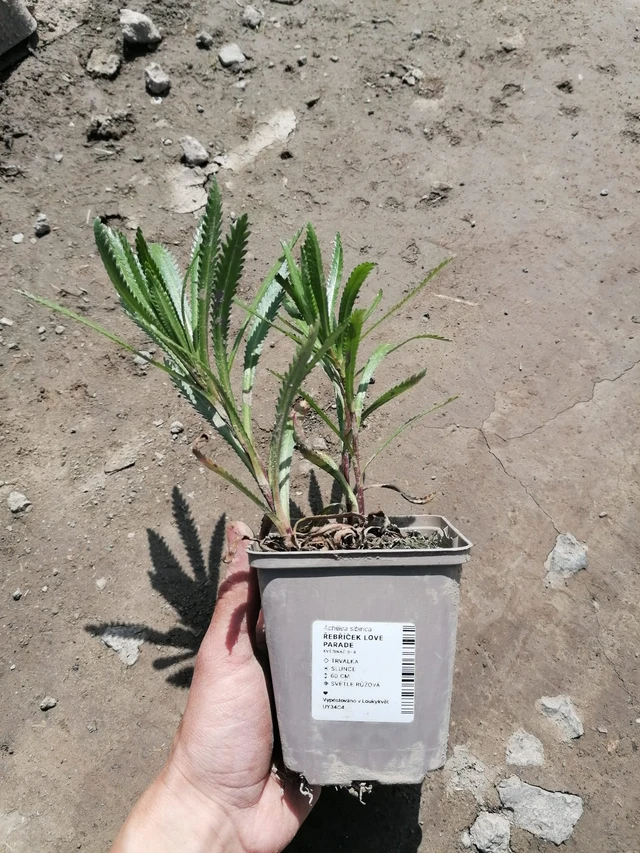 Siankärsämö Love Parade - 2024