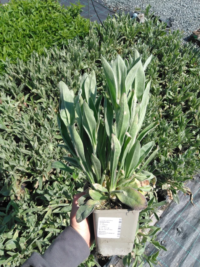 Lychnis - 13. 5. 2025