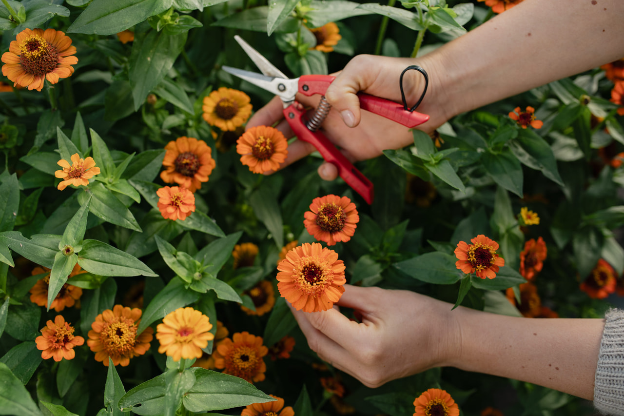 Pruudisõlg Zinderella Orange, Loukykvět