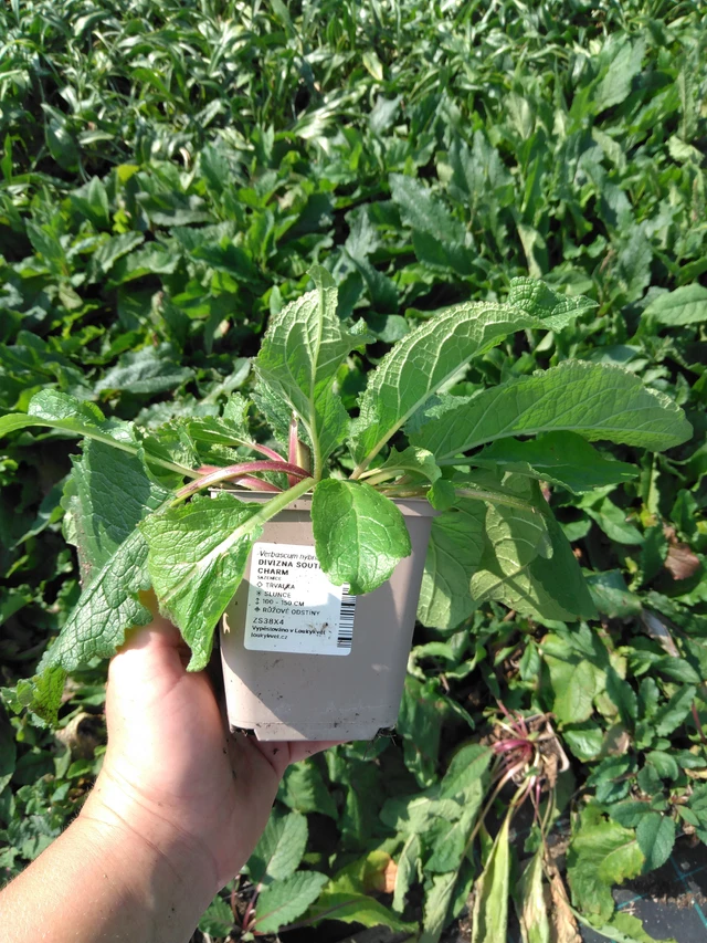 Verbascum Southern Charm - 2024