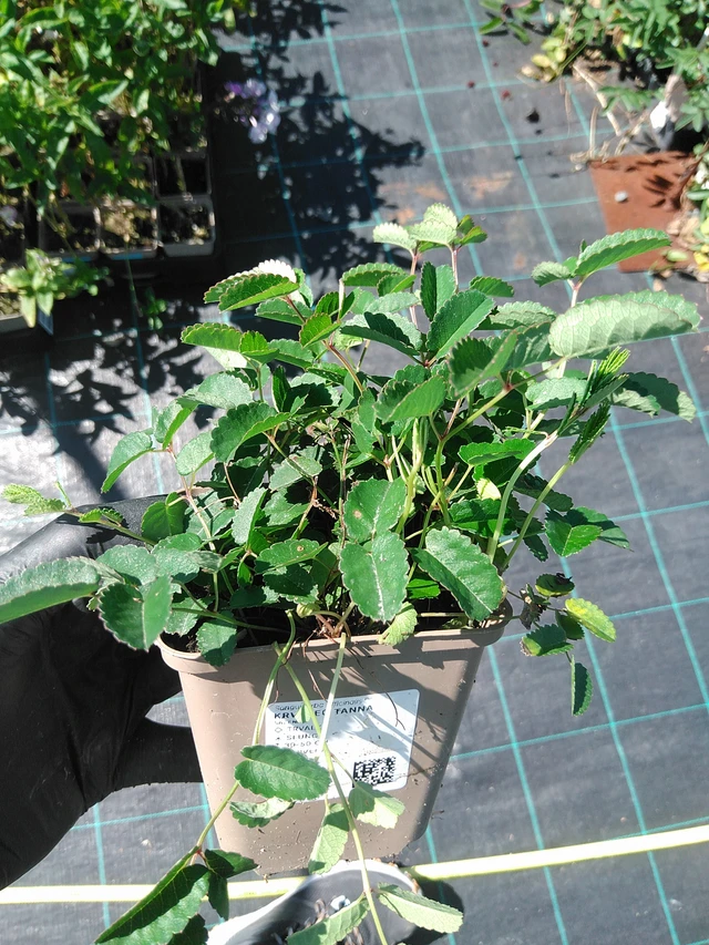 Luppio Tanna - 19. 8. 2025