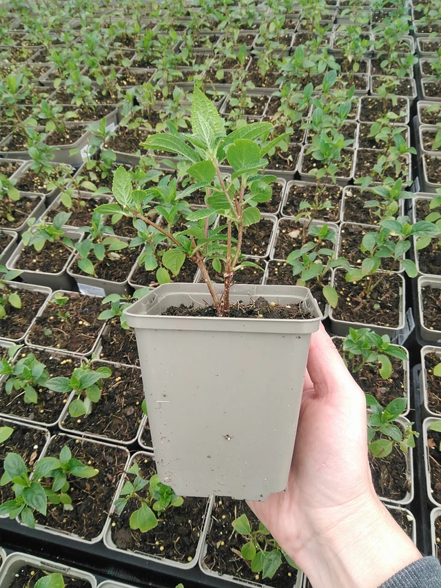 Hortenzie latnatá Silver Dollar - 9. 6. 2025