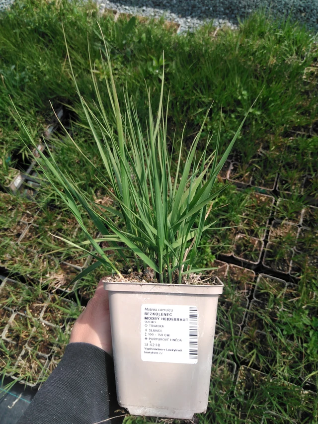 Siniheinä Heidebraut - 13. 5. 2025