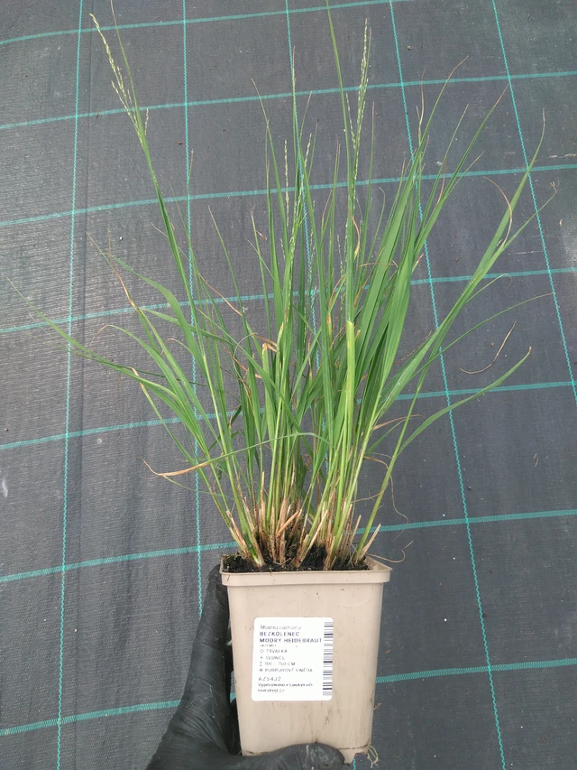 Siniheinä Heidebraut - 10. 7. 2025