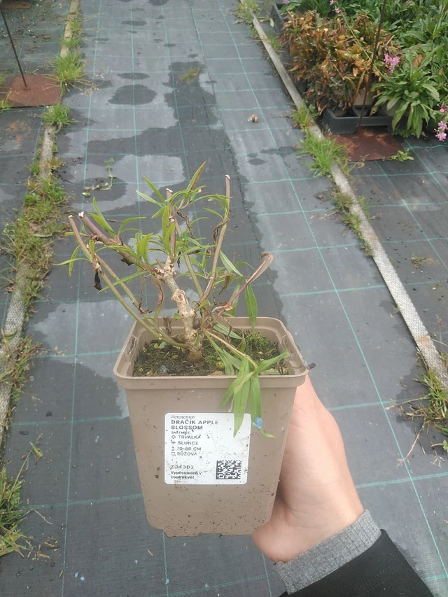 Pipo Apple Blossom - 10. 10. 2025