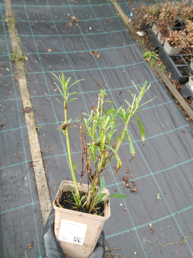 Asteri Pink Star - 23. 10. 2025