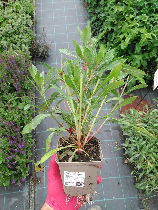 Kesäkynttilä Summer Breeze - 29. 7. 2025