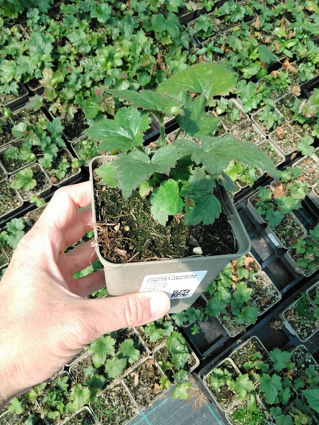 Syysvuokko Königin Charlotte - 13. 5. 2025