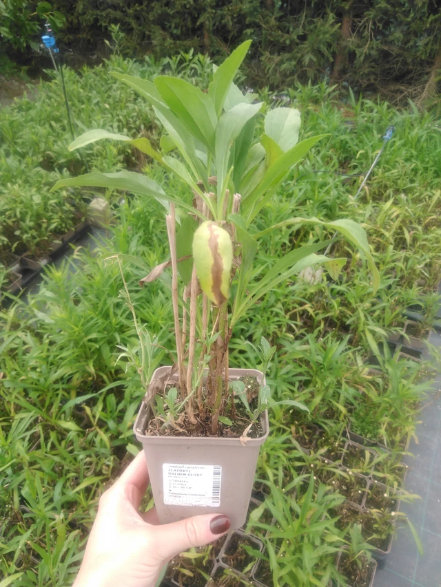 Piisku Golden Glory - 2024