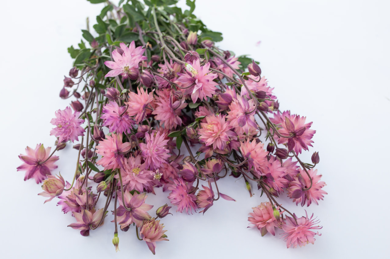 Lehtoakileija Rose Barlow, Loukykvět