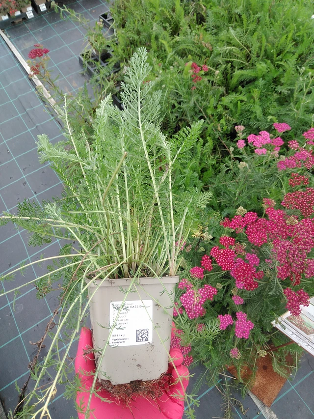 Siankärsämö Cassis - 29. 7. 2025