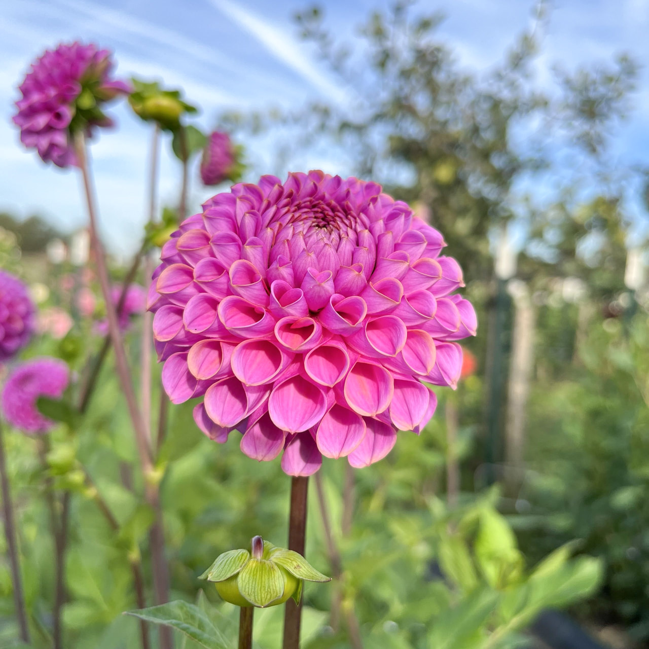 Daalia Isabel, Loukykvět