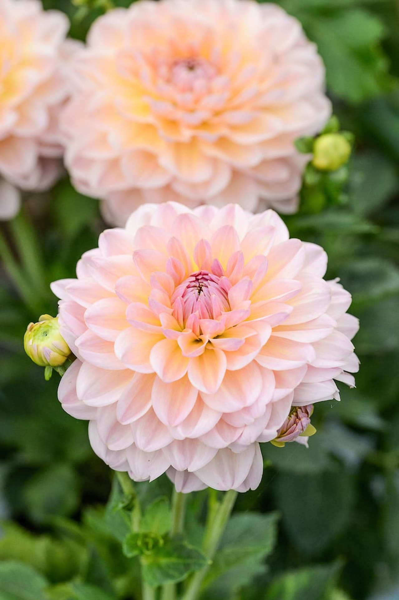 Daalia Maya, Loukykvět