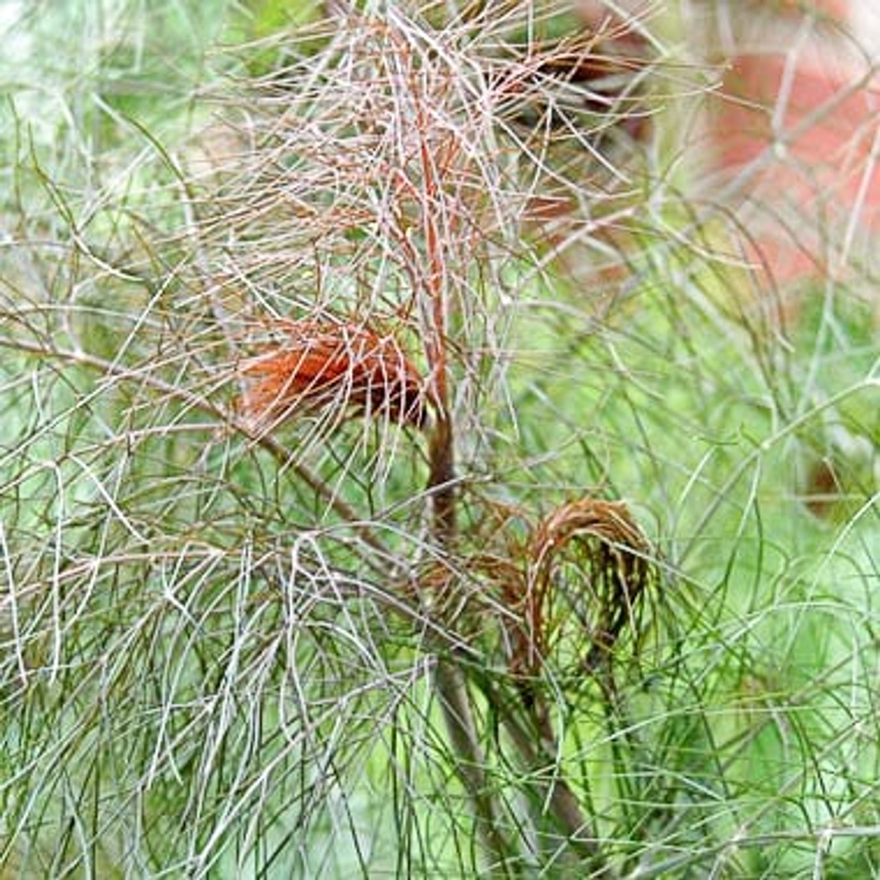 Fenkoli Bronze, Loukykvět
