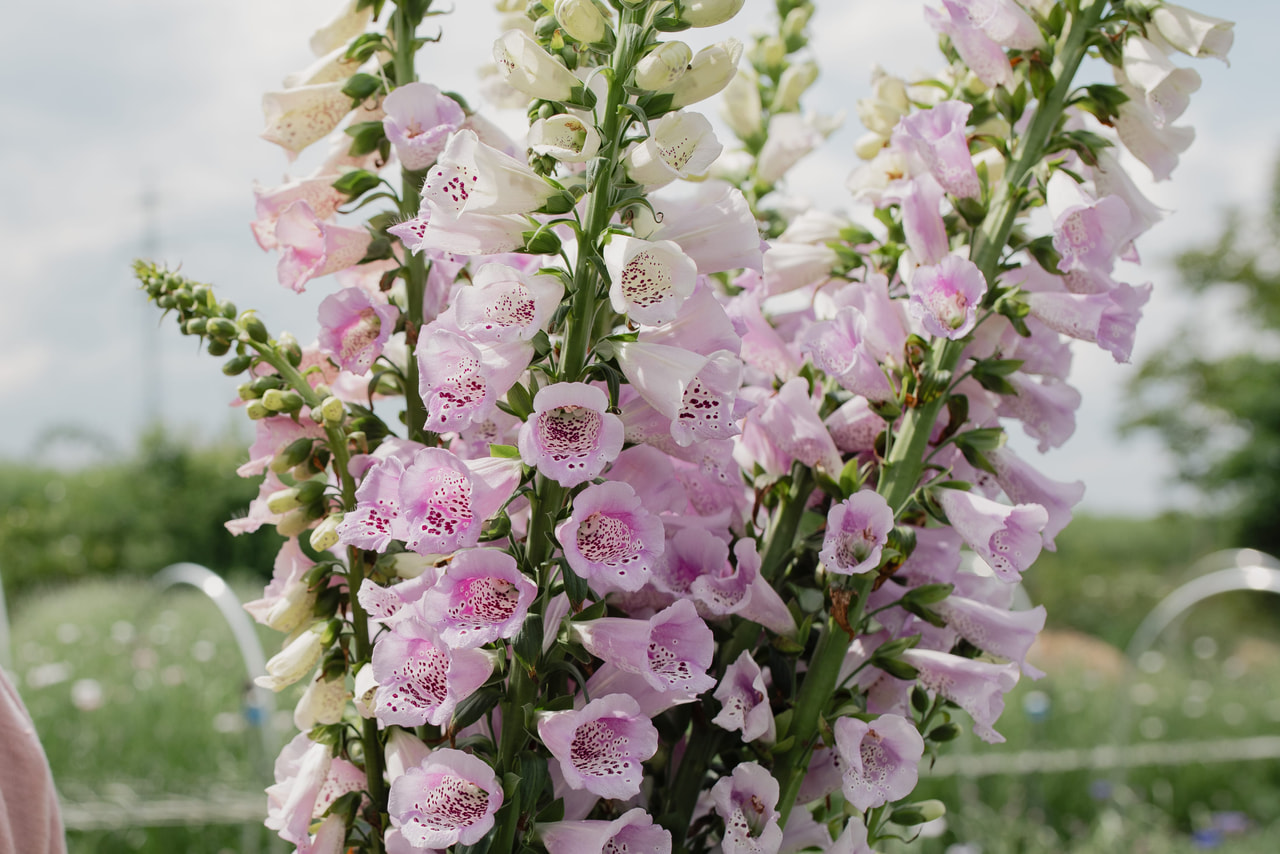 Sormustinkukka Camelot Lavender, Loukykvět