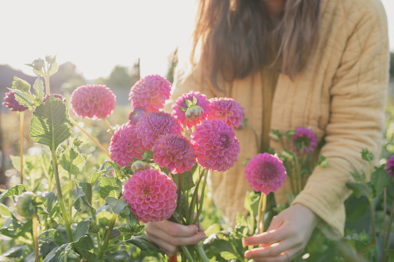 Daalia Caitlin’s Joy, Loukykvět