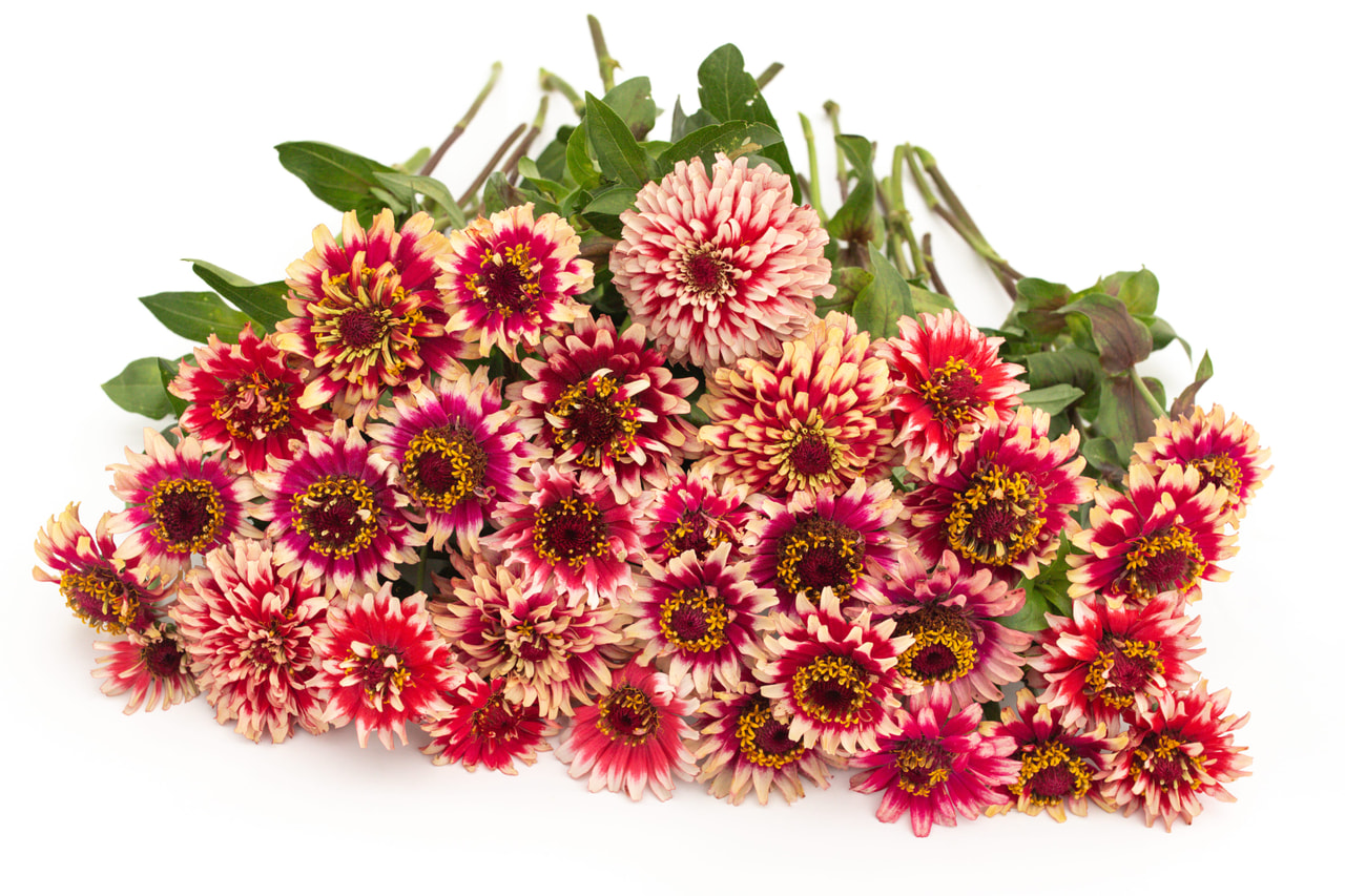 Tsinnia Mazurkia, Loukykvět