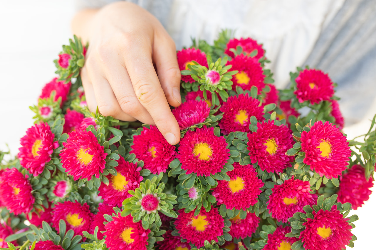 Kiinanasteri Matsumoto Scarlet, Loukykvět